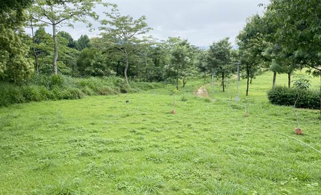 丰原区公老坪公园拥有广大辽阔的草皮，适合踏青、放风筝等，疫情期间亲子共游。（陈世宗摄）