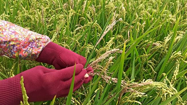 台南市白河區部分稻田出現稻熱病，市議員張世賢接獲農民陳情，今邀市府農業局會勘。（張世賢服務處提供／張毓翎台南傳真）