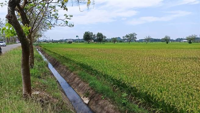 台南市白河區部分稻田出現稻熱病，市議員張世賢接獲農民陳情，今邀市府農業局會勘。（張世賢服務處提供／張毓翎台南傳真）