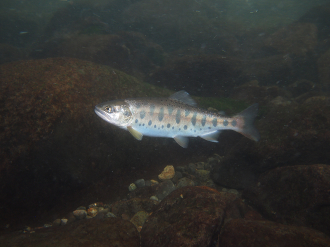 日本一名網友近日釣到一條寶石魚，身體晶瑩剔透還閃出翡翠綠光，讓不少網友直呼太美。(示意圖/達志影像)