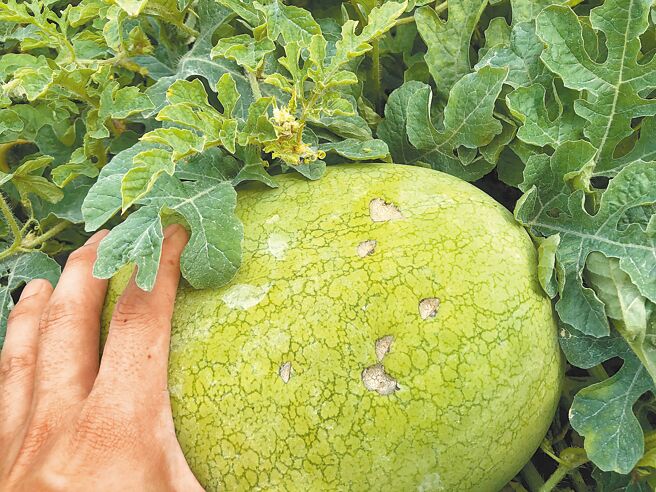 花莲县寿丰乡果艷西瓜生长期间，不时会被环颈雉啄食，虽然品质不变，但卖相却大打折扣。（寿丰乡农会提供／罗亦晽花莲传真）