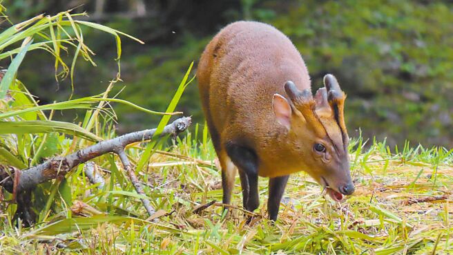 生态观察家也是摄影师的苏家弘在小笠原平台附近观察到正在吃草的山羌。（苏家弘提供／张亦惠嘉县传真）