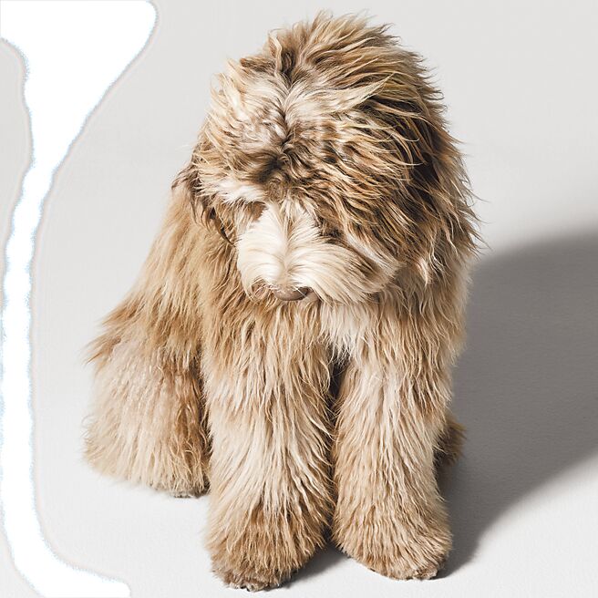 Elvis身為Hedi Slimane愛犬，當然有資格成為品牌第一隻使用寵物系列的「模特兒」。（Celine提供）