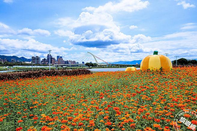 大佳花海浪漫绽放