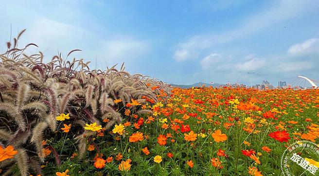 大佳河滨花海观赏期至6月中旬