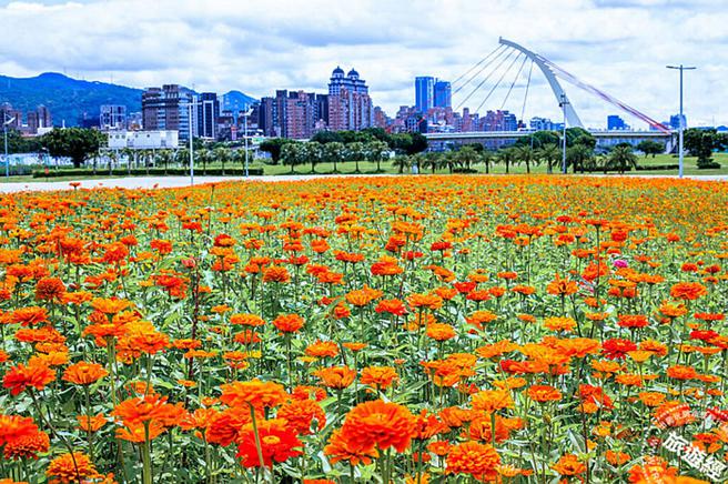 大佳河滨花海 大面积撒播黄波期菊及百日草
