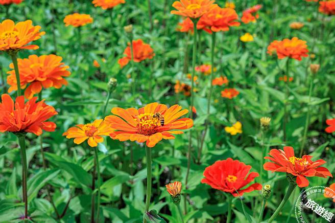 大佳河滨百日草盛开