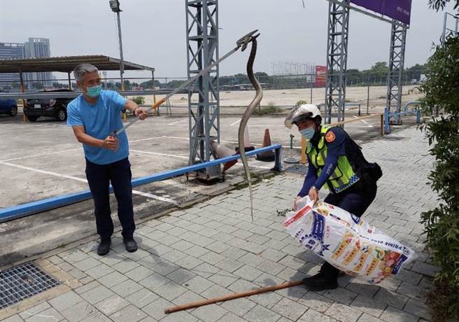 乌日警分局三和派出所所长邱量虔携带捕蛇夹及饲料袋前往台中高铁站查看情形，经现场查看后初步判断应该是臭青公。（乌日警分局提供／冯惠宜台中传真）
