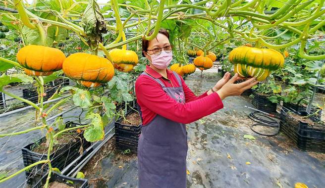 中社花市今年栽种30多种的奇瓜异果，分布在花海各个区域，疫情期间提供民眾赏花舒压的好去处。（陈世宗摄）