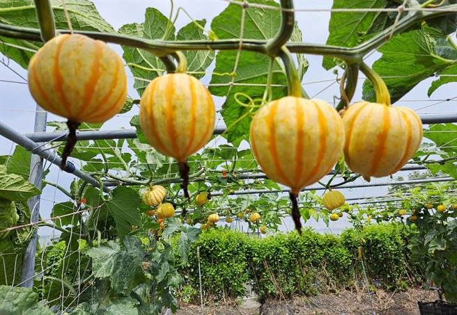 中社花市今年栽种30多种的奇瓜异果，分布在花海各个区域，疫情期间提供民眾赏花舒压的好去处。（陈世宗摄）