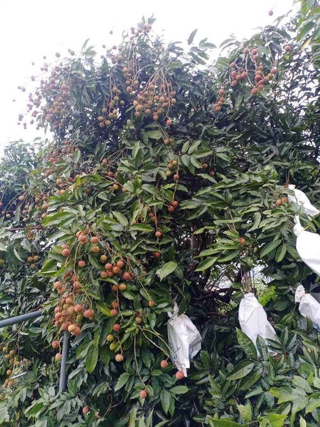 「旺荔」荔枝品種 20日起採收上市，今年因氣候異常加上近期梅雨來襲，產量略減，消費者購買時品嘗不同滋味。（大里區農會提供／盧金足台中傳真）