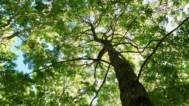 林務局也公開野放的決策過程，並說明東卯山黑熊可能因為「返家行為」遠離野放的「丹大野生動物棲息環境」。（林務局提供／林良齊台北傳真）