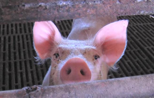 疫情烧进肉品市场，台东县农产股份有限公司紧急公告自20日起2天停止杀猪及拍卖，配合既定市场休息日，民眾忧4天买不到新鲜猪肉。（蔡旻妤摄）