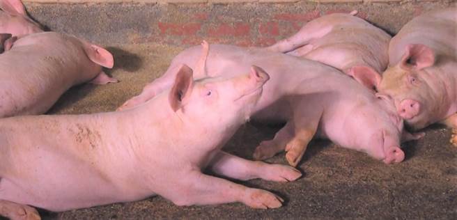 疫情烧进肉品市场，台东县农产股份有限公司紧急公告自20日起2天停止杀猪及拍卖，配合既定市场休息日，民眾忧4天买不到新鲜猪肉。（蔡旻妤摄）