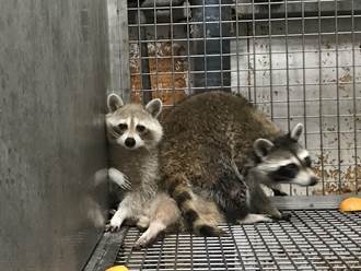 嚴防外來種！  浣熊等8478個物種6月1日起禁止輸入