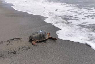 海保署野放赤蠵龜衛星追蹤 盼藉洄游了解分布海域