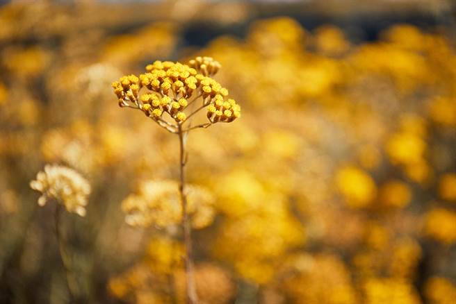 欧舒丹科西嘉岛大规模永续野生蜡菊栽种计画。（欧舒丹提供）