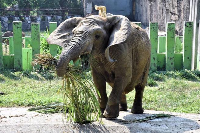 被列瀕危物種的非洲草原象「阿里」1978年從美國來到壽山動物園，歷經情同手足的「安妮」死亡、保育員退休，如今在新生代保育員照顧下仍活力十足。（圖/ 中央社）