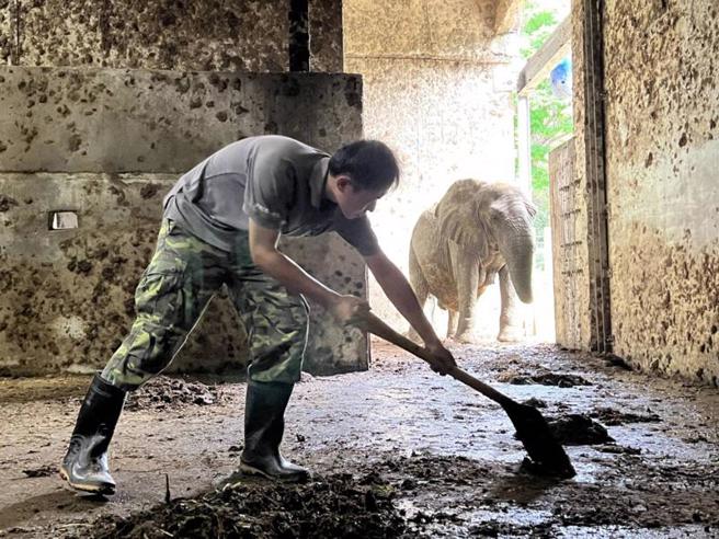  壽山動物園保育員林裕強（圖）說，自己每天一早就化身「鏟屎官」，清理非洲草原象「阿里」房間地上厚厚一層排泄物和牆上潑糞「抽象畫」，還要不時注意阿里是不是使出偷襲絕活，要用敏捷身手閃躲，以免被噴得滿身腥。（圖/ 中央社）