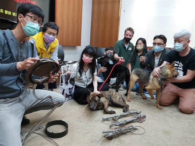 台灣動物保護行政監督聯盟、台灣愛克特動物重生救援協會與跨黨派立委陳椒華、高嘉瑜、洪孟楷與蔡壁如今（20日）舉行聯合舉行記者會，呼籲修法終止違法殘害野生動物獵具。（主辦單位提供）