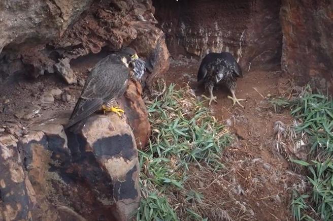   新北市瑞芳区深澳酋长岩筑巢的一对游隼繁殖成功，近日幼鸟由亲鸟陪伴离巢飞翔。图为13日亲鸟带回食物给雏鸟享用。（图/ 中央社）