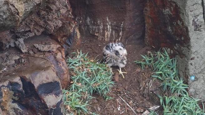   新北市动保处20日表示，瑞芳区酋长岩的某个游隼巢穴近日繁殖成功，幼鸟顺利离巢。图为5月5日幼鸟在巢位走下坡，学习如何离巢。（图/ 中央社）