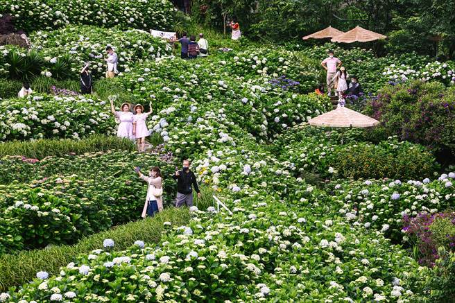 陽明山竹子湖繡球花盛開時節，「2022竹子湖繡球花季」20日繽紛登場！曹家花田香的湧入許多遊客賞花。（鄧博仁攝）