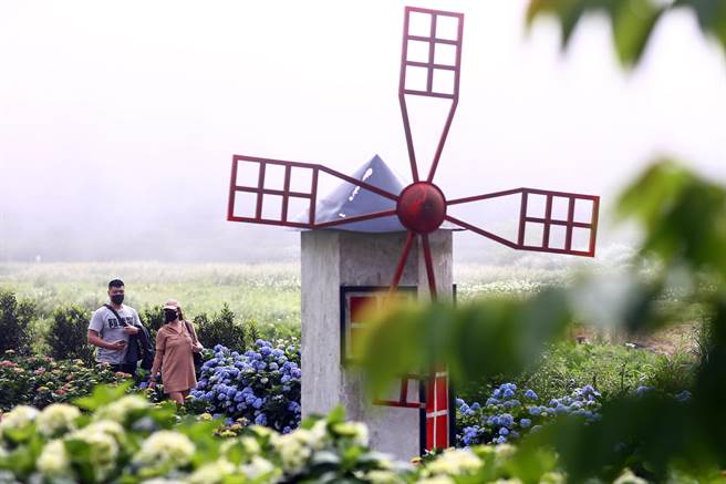 陽明山竹子湖繡球花盛開時節，「2022竹子湖繡球花季」20日繽紛登場！有民眾在520這天上山賞花。（鄧博仁攝）