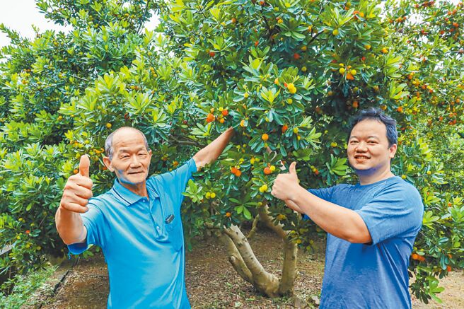 新北市八里是全台树梅最大产区，5月正逢树梅採摘期，由于树梅採摘后仅能存放3天，「大容量果园」近年转型用脸书销售。（新北市农业局提供／蔡雯如新北传真）