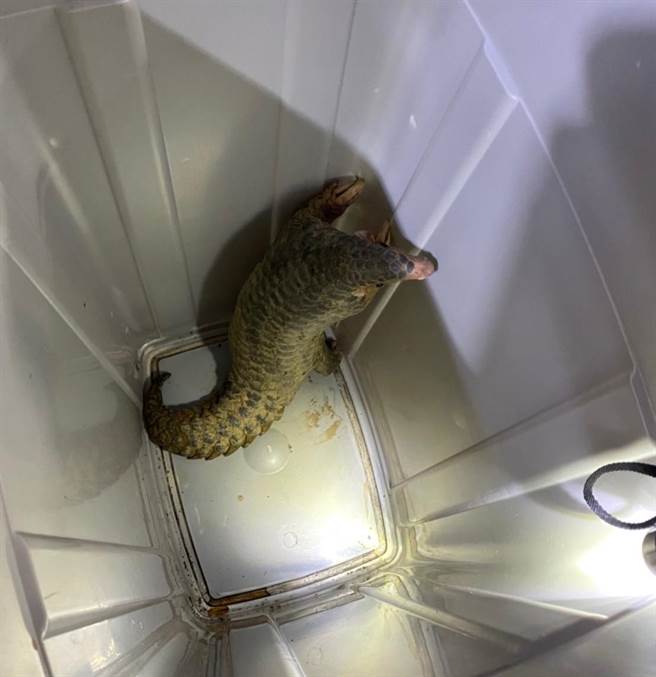 员警将逛大街的穿山甲带回派出所，还帮牠取个「小甲」的名字。（基隆市警局提供／张志康基隆传真）