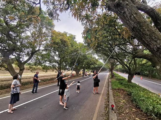 台南市柳营区太康芒果隧道21日很热闹，公所举办「芒着恋爱情人果节」活动，封路开放民眾採土芒果。(刘秀芬摄)