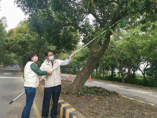 台南市长黄伟哲与太太刘育菁参加太康芒果隧道採芒果活动。(刘秀芬摄)