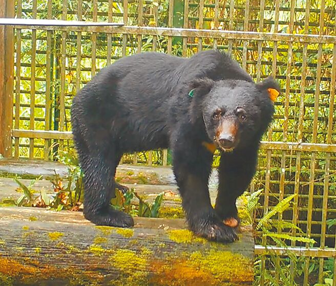 東卯山台灣黑熊，4月中在南投縣信義鄉丹大林區野放，5月初竟被殺害埋屍在仁愛鄉產業道路旁。圖為黑熊野放重返山林。（東勢林區管理處提供／廖志晃南投傳真）