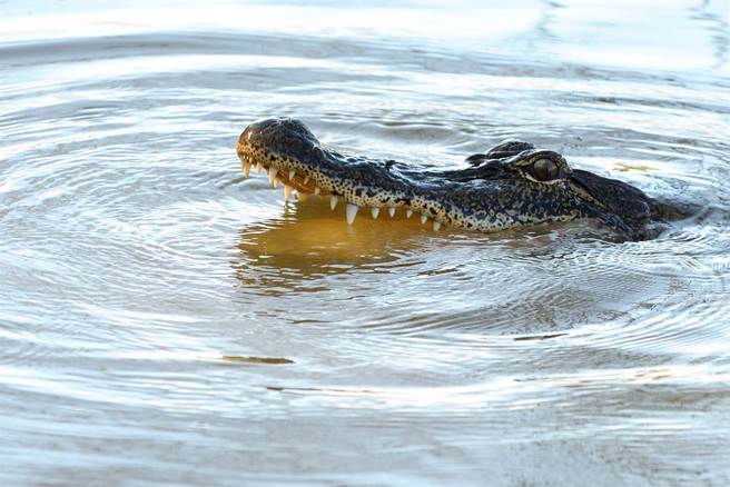 马来西亚一名7岁男童遭埋伏在水中的鱷鱼盯上，接着被以迅雷不及掩耳的速度扯入河中，至今仍下落不明。（示意图／达志影像）