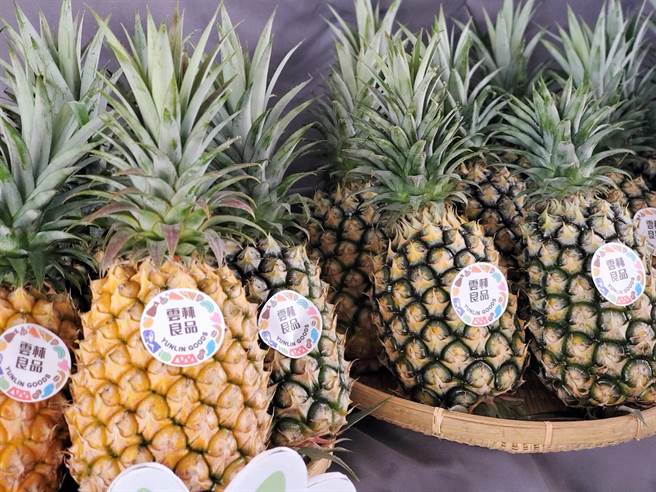 云林县古坑乡、斗六市、林内乡的凤梨产量占全台7％，云林金钻凤梨十分出名。（周丽兰摄）