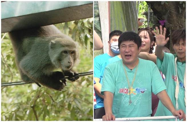 胡瓜被獼猴逗樂。（民視提供）