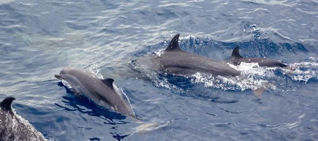 一名王先生曾因搭乘花莲多罗满赏鲸船而认识张姓女友，经相恋多年，决定结婚，今特别选在相识之处「赏鲸船上」举办婚礼，出航期间，更罕见出现飞旋海豚，花纹海豚，热带斑海豚等3种鲸豚，彷佛在替新人祝福。（多罗满赏鲸公司提供／罗亦晽花莲传真）