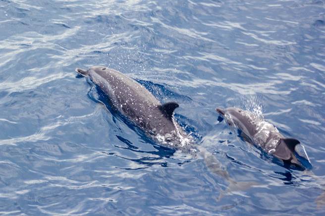 一名王先生曾因搭乘花莲多罗满赏鲸船而认识张姓女友，经相恋多年，决定结婚，今特别选在相识之处「赏鲸船上」举办婚礼，出航期间，更罕见出现飞旋海豚，花纹海豚，热带斑海豚等3种鲸豚，彷佛在替新人祝福。（多罗满赏鲸公司提供／罗亦晽花莲传真）