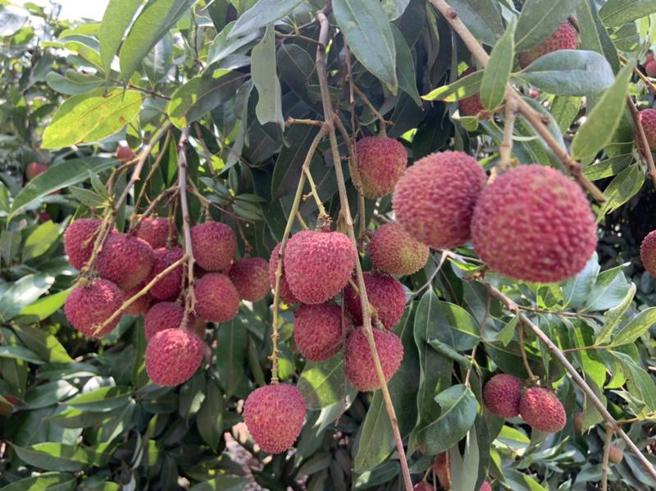 高雄玉荷包进入产季，今年受气候影响，产量仅剩约3、4成，5月中旬平均批发价每公斤约新台币211元，比去年同期上涨约3成。（图/ 中央社）