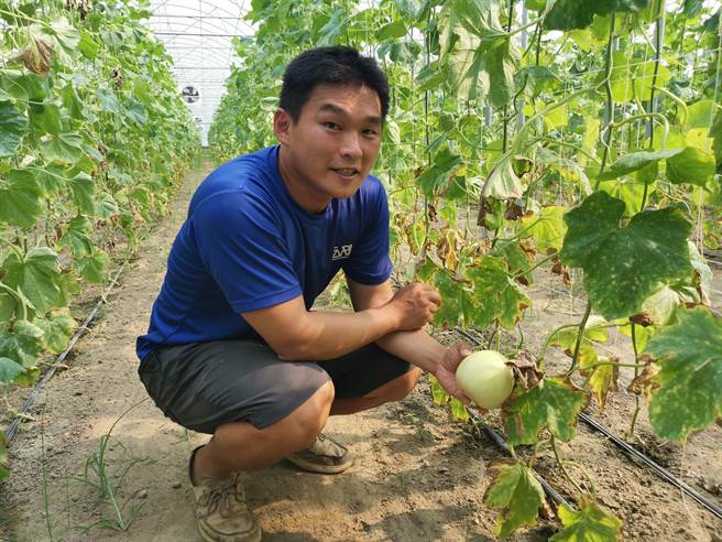 台南市青农郑嘉祥参加农业技术团，3年后成功离团后自辟农场，种植甜瓜产销稳定。（刘秀芬摄）