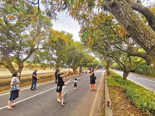 台南市柳营区太康芒果隧道21日封路，开放让民眾採土芒果，吸引数百亲子朋友参加，体验儿时乐趣。（刘秀芬摄）