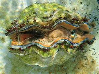 硨磲貝族群下降 海委會將列為珍貴保育生物