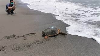 赤蠵龜遭流刺網誤捕 救援康復後裝上衛星發報器野放