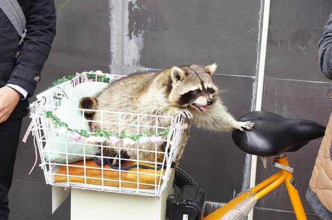 后豐鐵馬道的動物明星浣熊「饅頭」是鎮店之寶。（本報資料照片）