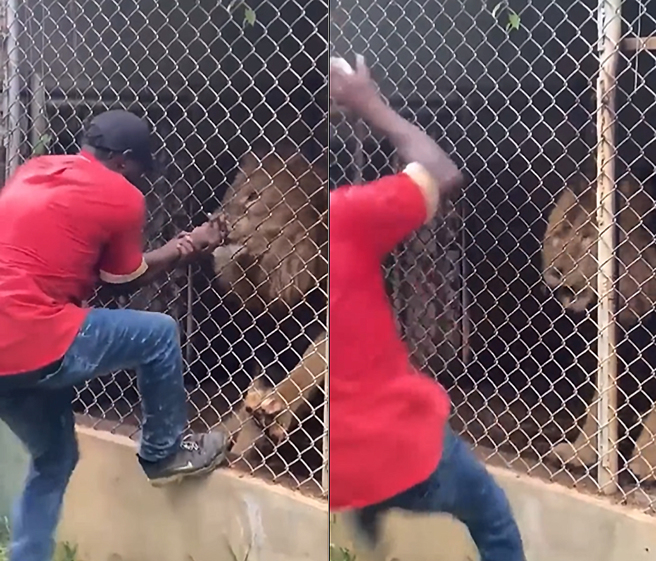 动物园管理员戏弄狮子，下秒惨遭爆咬，手指抽出时只剩一节白骨。（图／翻摄自推特）
