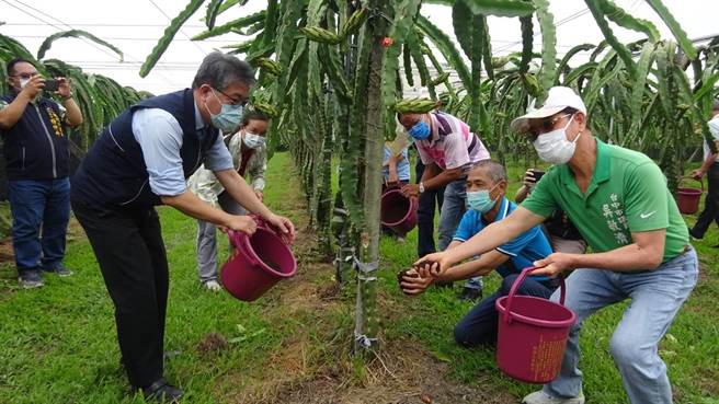 市议员吴敏济23日邀请环保局长陈宏益到外埔红龙果产销班举行说明会，并向农民推广使用沼渣有机肥。（陈淑娥摄）