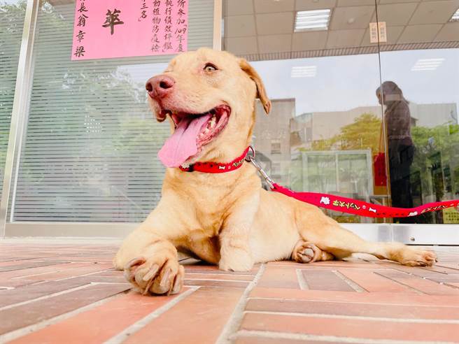 嘉义县动物保护管制队员日前救回一只遭疑似被山猪吊套锁夹伤的浪浪「大黄」，今大黄已被廖老大收养。(林佩如提供∕吕妍庭嘉义传真）