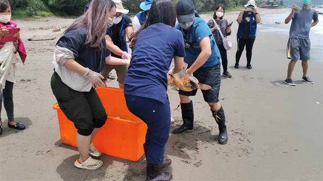 相關單位將康復的赤蠵龜裝上衛星發報器後，在台東海邊野放。（台東縣政府提供）