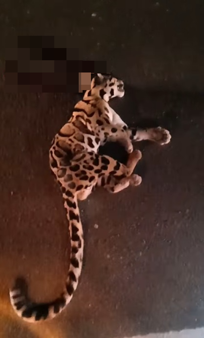 PO主事后和其他人一起将云豹移到路边的草丛中。(图/翻摄自Facebook/Mat Ammar Pwc)