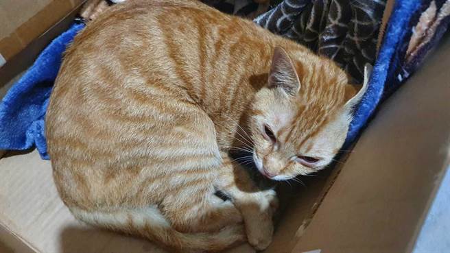 情侣将饲养猫咪带到猴硐火车站弃养。(新北市动保处提供)